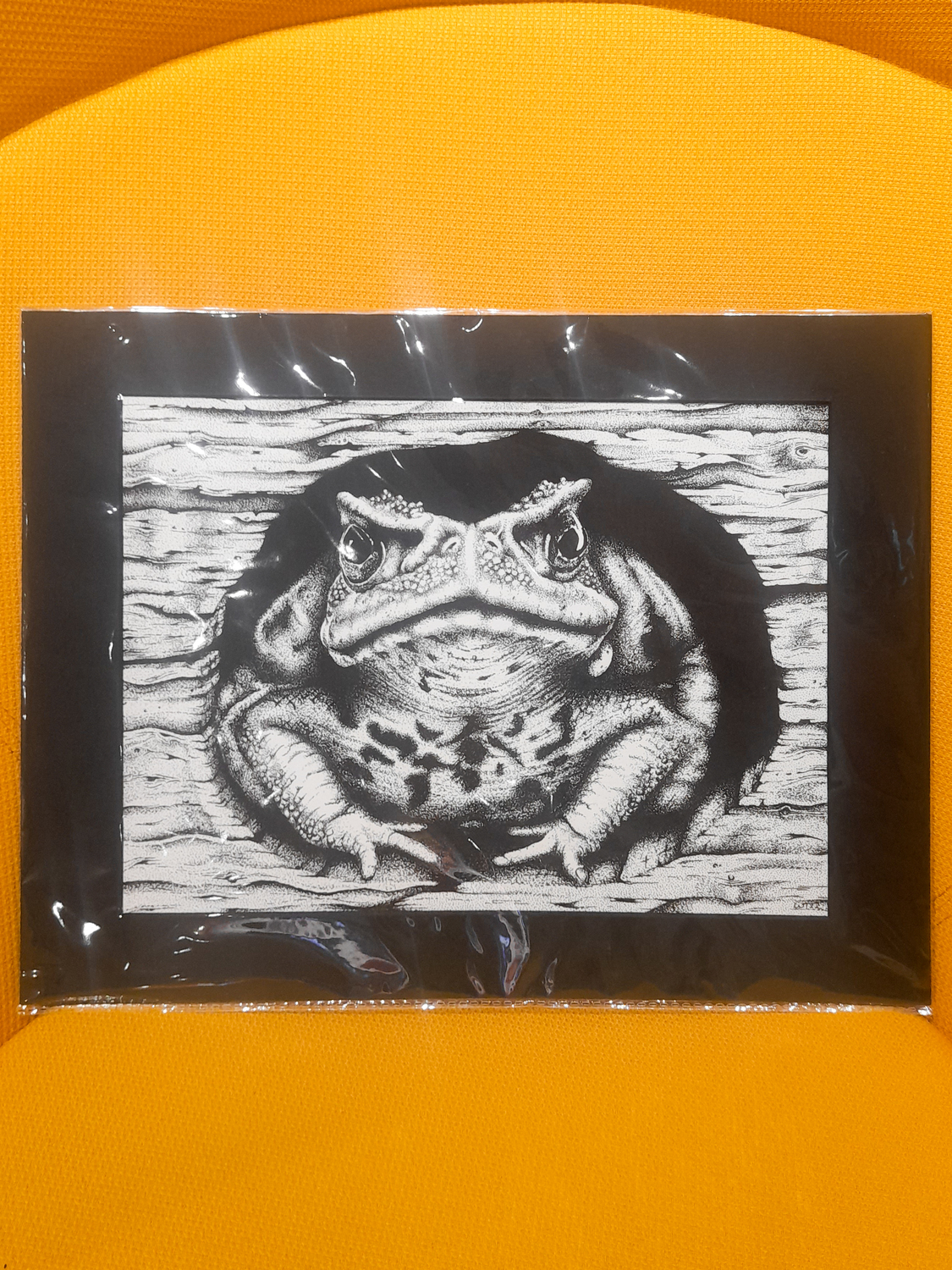 Toad by Bluebeard